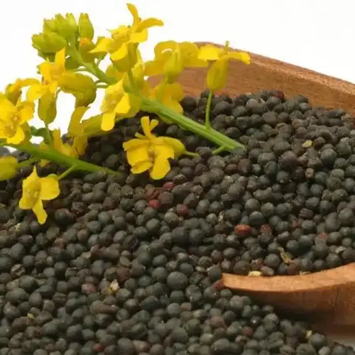 Rapeseed Rapeseed